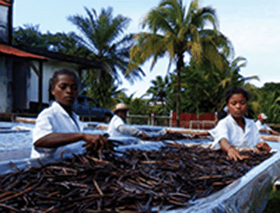 importateur / grossiste