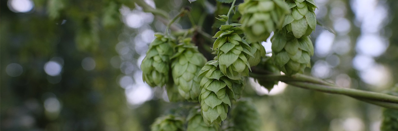 Dérogation collective houblons non bio